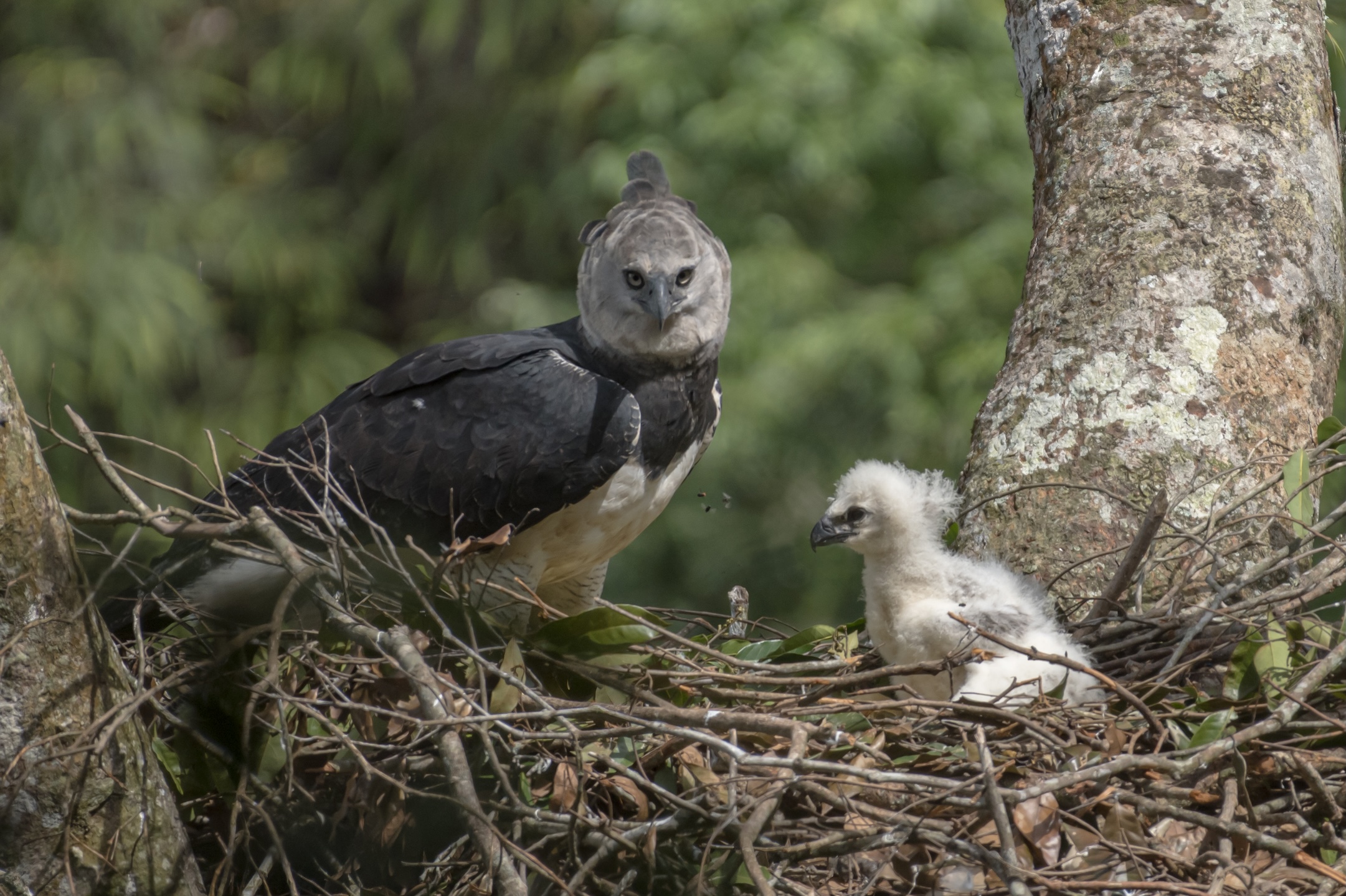 Harpy Eagle: Into the Wild Photography Expedition